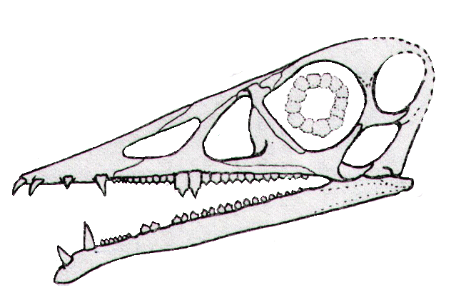 Pterosaur Database - Identify Specimens